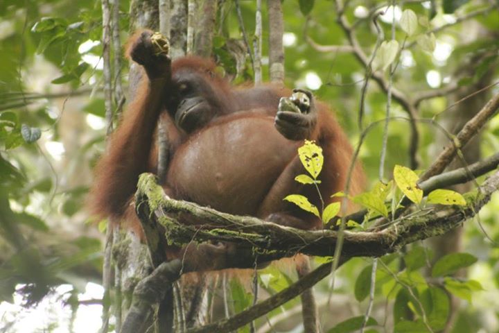 Konservasi Orangutan