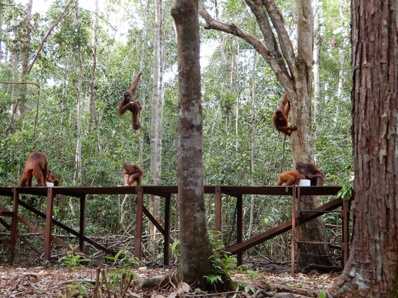 pusat rehabilitasi orangutan