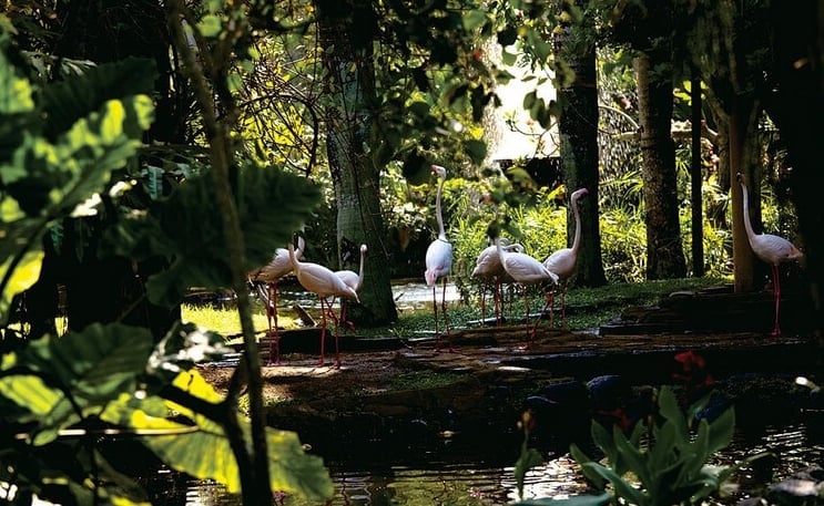 Burung Bali Bird Park